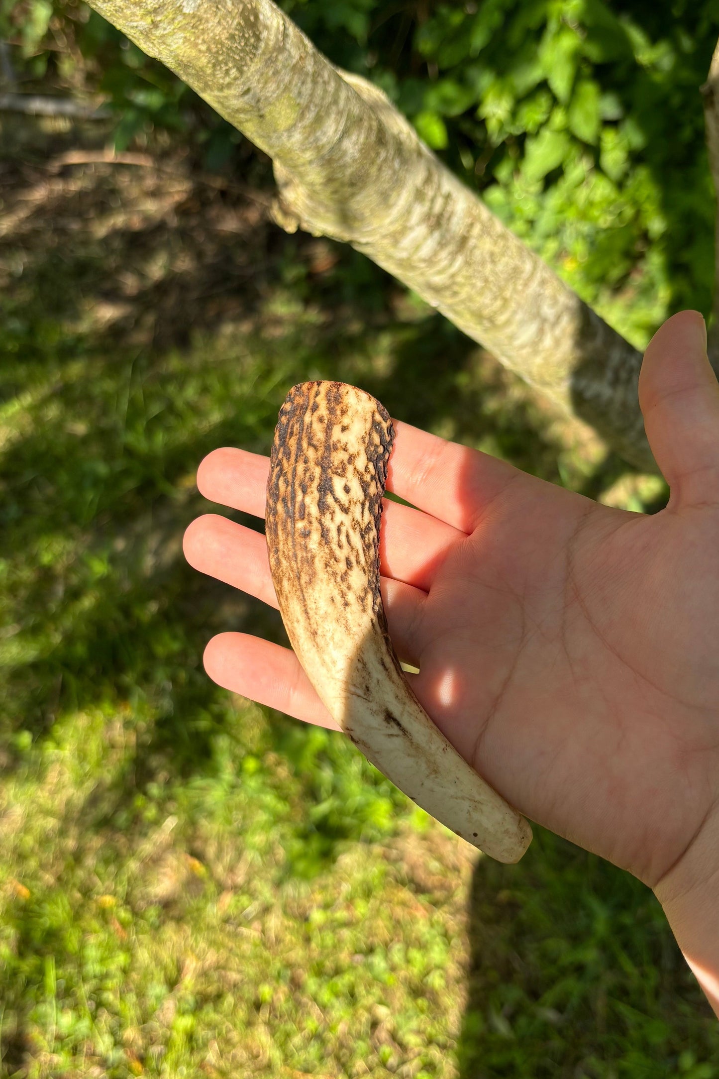 Bois de cerf tranché saveur bœuf grillé