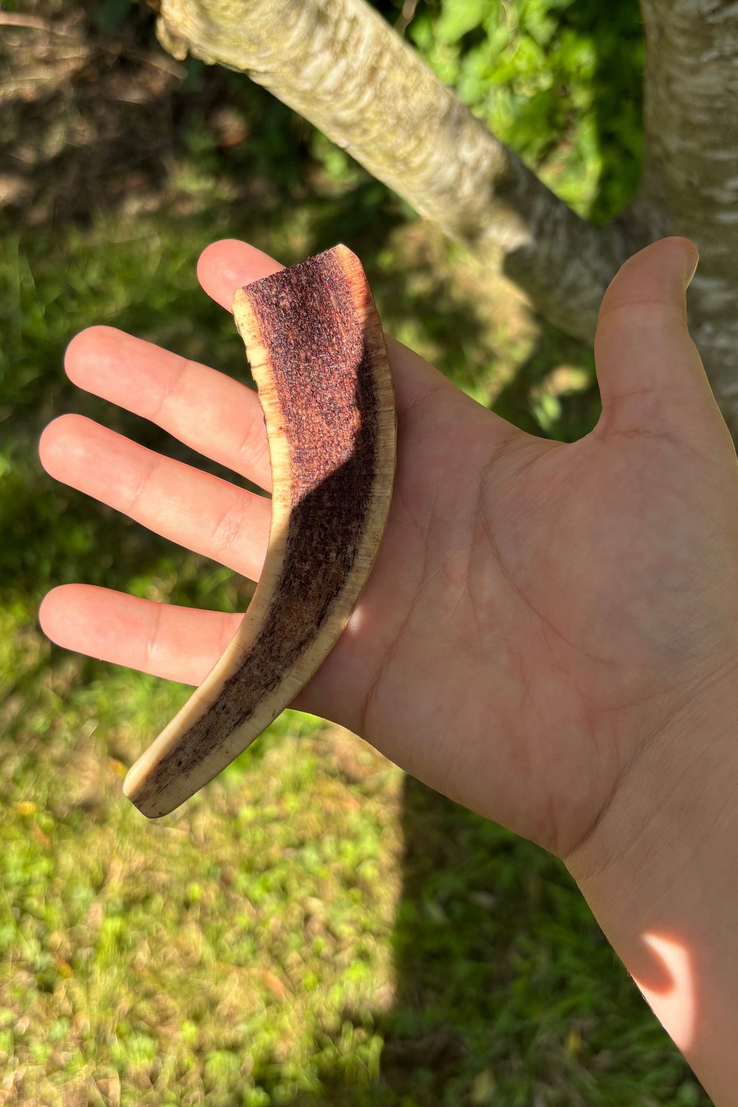 Bois de cerf tranché saveur bœuf grillé