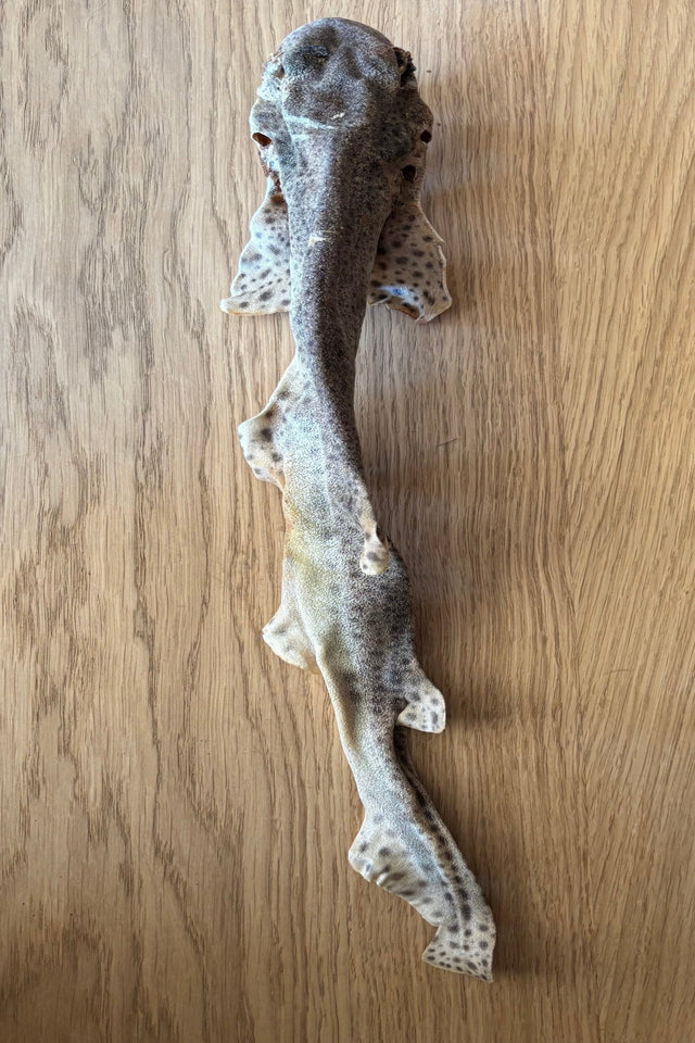 Sand shark 50cm