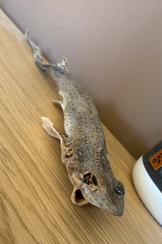 Sand shark 50cm